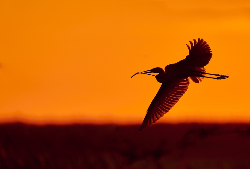 Great-Egret-with-twig-at-sunset-_A9B8271-Indian-Lake-Estates-FL-1