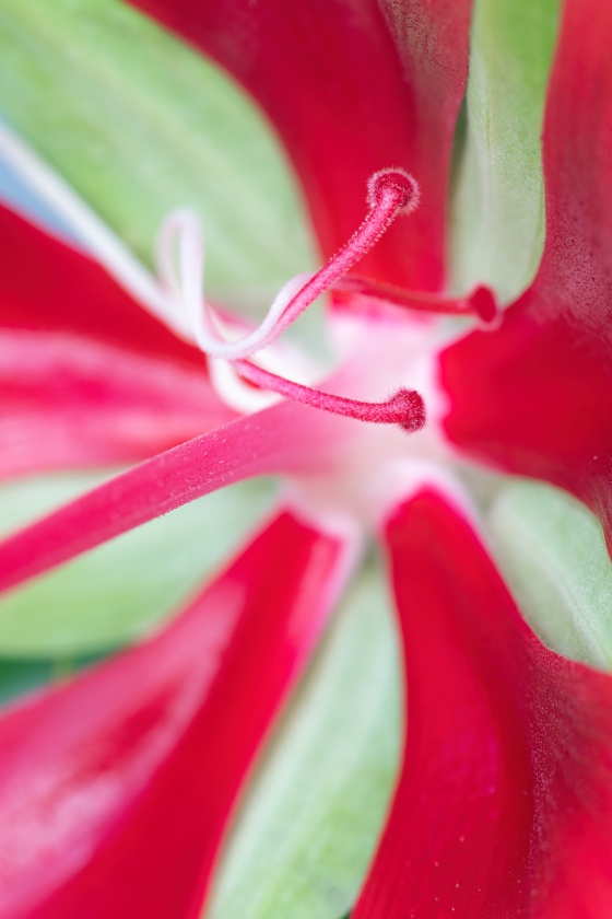 Hibiscus-blossom-_A1B4948-Indian-Lake-Estates-FL