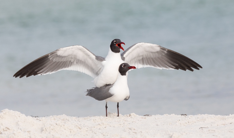 Laguhing-Gulls-copulating-_P3A8204-Fort-DeSoto-Park-Tierra-Verde-FL