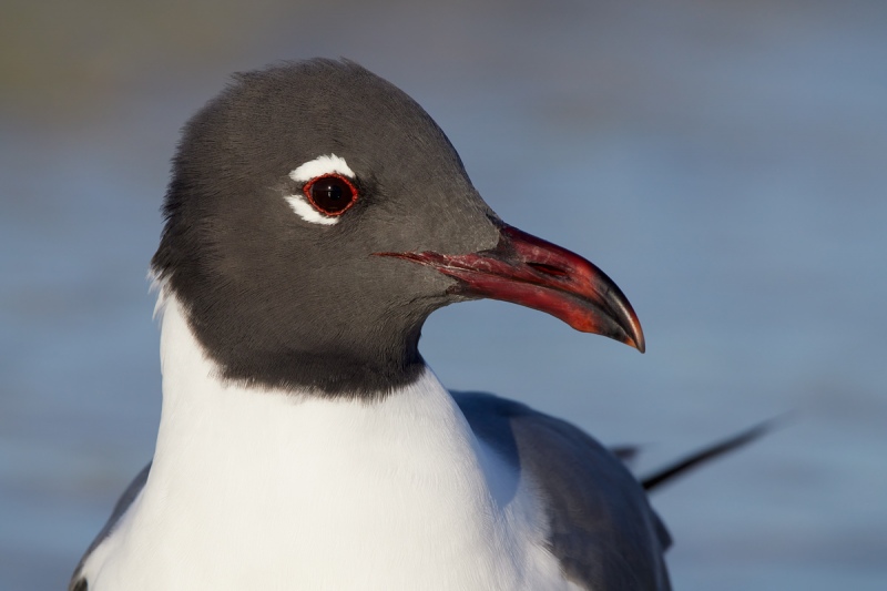 Laughing-Gull-1000mm-R5-_91A4798-Fort-DeSoto-Park-Tierra-Verde-FL