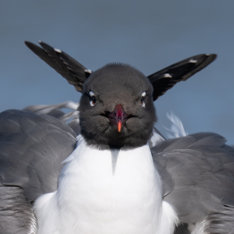 Laughing-Gull-as-devil-_A1A0597-Fort-DeSoto-Park-Tierra-Verde-FL-Recovered