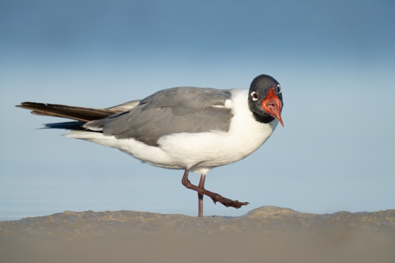 Laughing-Gull-beginning-yawn-_A1A9561-Indian-Lake-Estates-FL-