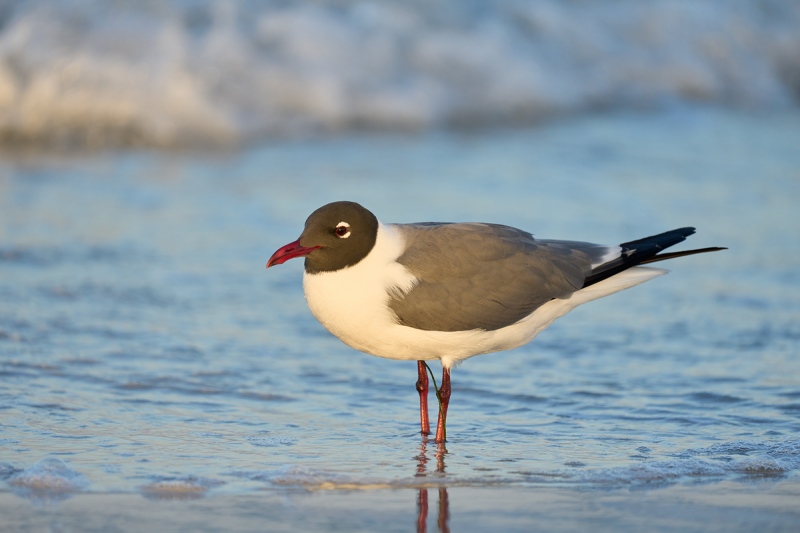 Laughing-Gull-breeding-plumage-in-Gulf-_A1B5119-SFort-DeSoto-Park-FL