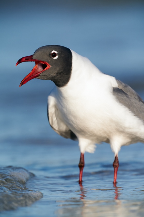 Laughing-Gull-calling-_A9B0607-Fort-DeSoto-Park-Tierra-Verde-FL