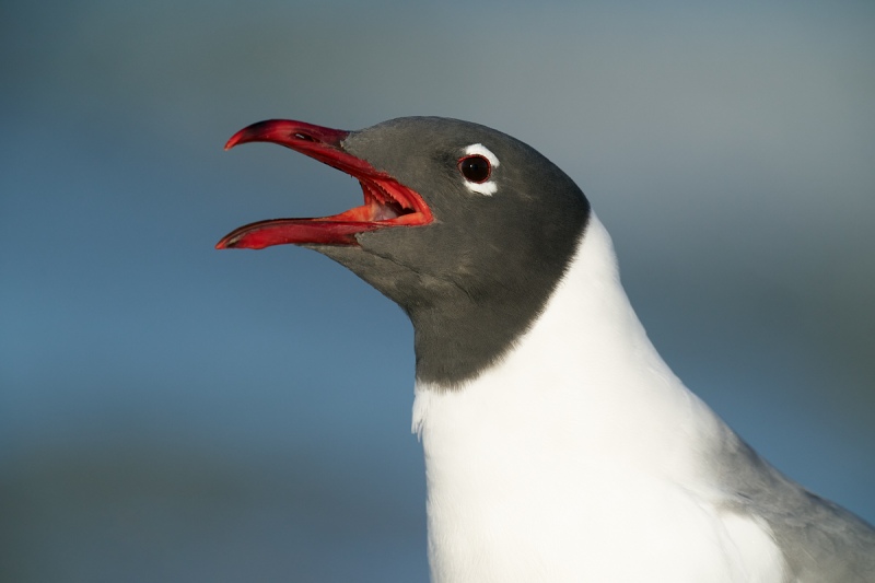 Laughing-Gull-calling-_A9B0694-Fort-DeSoto-Park-Tierra-Verde-FL