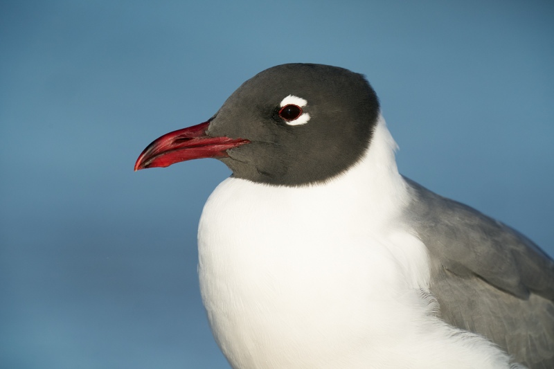 Laughing-Gull-head-portrait-_A9B0700-Fort-DeSoto-Park-Tierra-Verde-FL