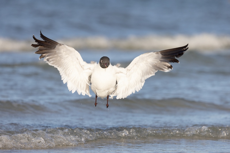 Laughing-Gull-jumpipng-up-after-bath-_91A4574-Fort-DeSoto-Park-Tierra-Verde-FL-