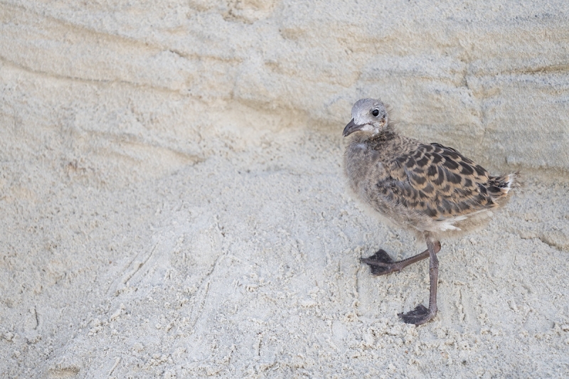 Laughing-Gull-large-chick-on-dune-_A1B6561-Jacksonville-FL