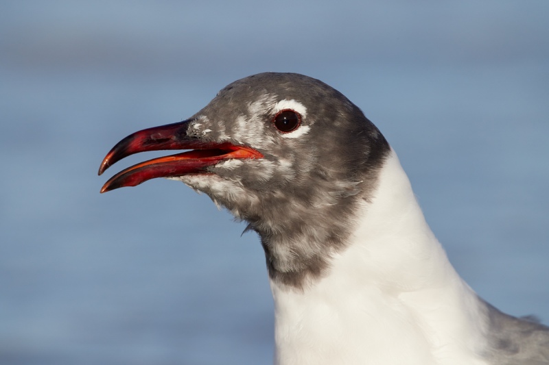 Laughing-Gull-molting-calling-R5-1000mm-_91A4906-Fort-DeSoto-Park-Tierra-Verde-FL