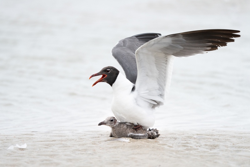 Laughing-Gull-pedophile-rape-_A1B7646-Jacksonville-FL