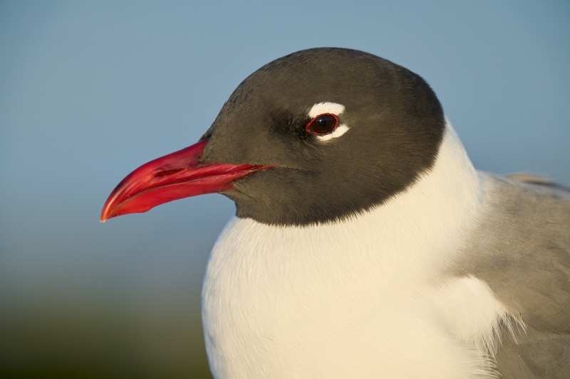 Laughing-Gull-perfect-head-portrait-_A1A4359-SFort-DeSoto-Park-FL