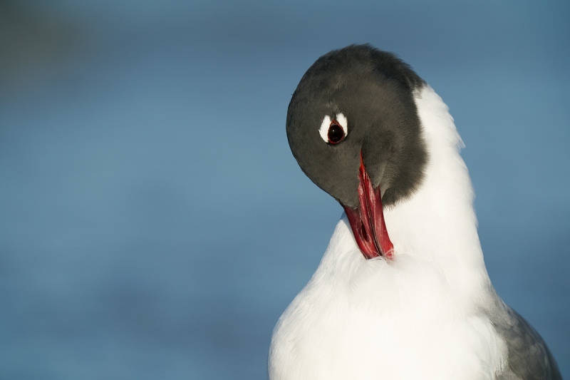 Laughing-Gull-preening-neck-_A9B0671-Fort-DeSoto-Park-Tierra-Verde-FL