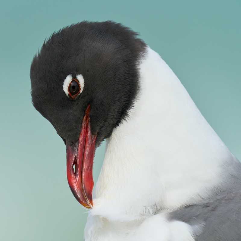 Laughing-Gull-preening-neck-feather-_A1A5383-Fort-DeSoto-Park-FL