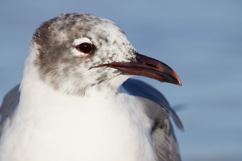 Laughing-Gull-winter-br-plumage-1200mm-R5-_91A5037-Fort-DeSoto-Park-Tierra-Verde-FL