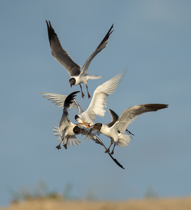 Laughing-Gulls-Royal-Tern-food-fight-_A1B6494-Jacksonville-FL