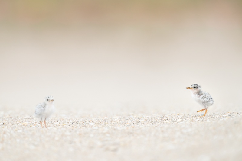 Leaset-Tern-chicks-days-old-_A1A1619-Southeast-Florida
