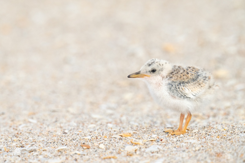 Least-Tern-chick-about-one-week-old-_A1A1412-Southeast-Florida