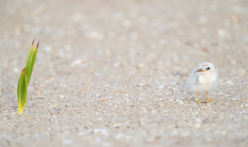 Least-Tern-chick-and-beach-plant-_A1B7809-Southeast-Florida