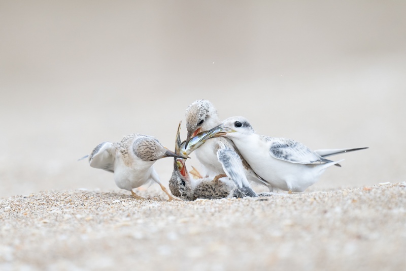 Least-Tern-chicks-battling-over-fish-_A1A2050-Southeast-Florida