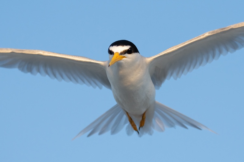 Least-Tern-flight-tight-crop-_A1B0678-Fort-DeSoto-Park-Tierra-Verde-FL-copy