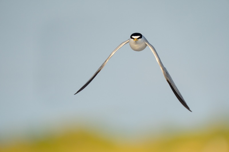 Least-Tern-full-downstroke-_A1B9871-Fort-DeSoto-Park-Tierra-Verde-FL-