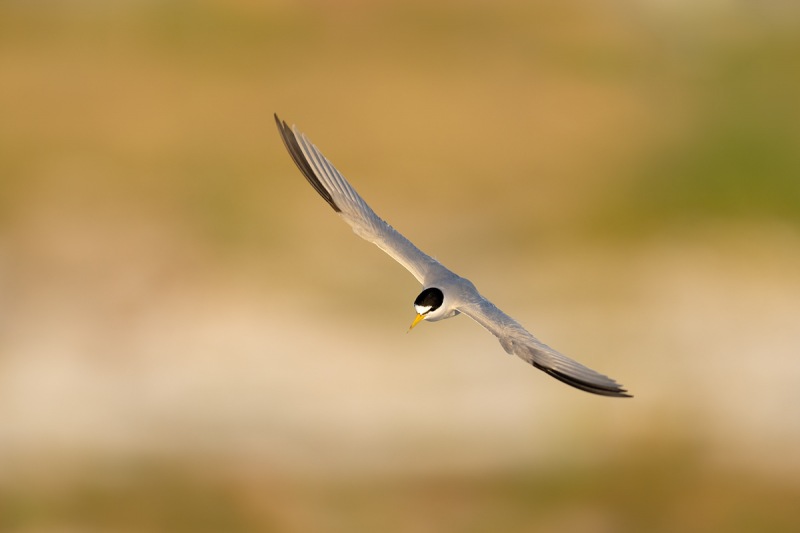 Least-Tern-landing-at-colony-_A1A1336-Fort-DeSoto-Park-Tierra-Verde-FL-