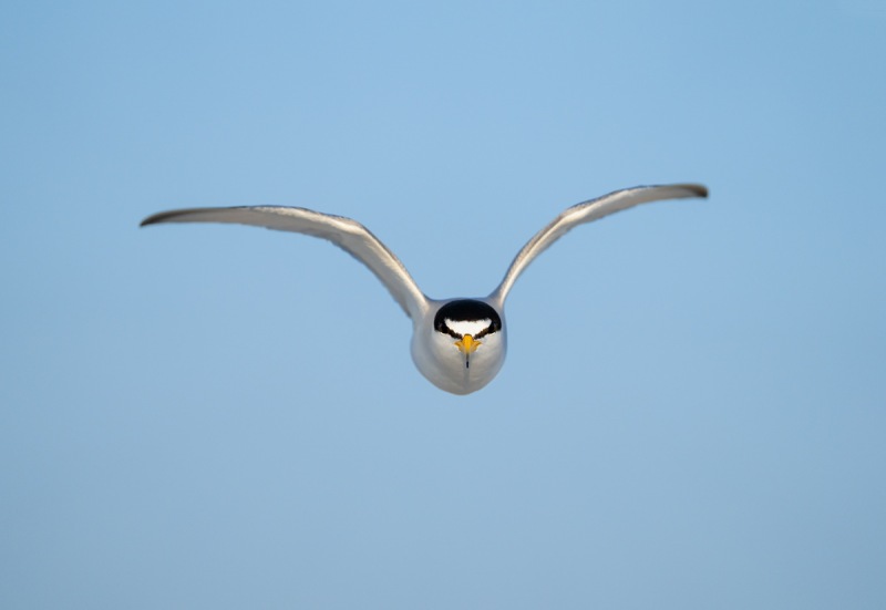 Least-Tern-ready-to-dive-bomb-_A1B0115-Fort-DeSoto-Park-Tierra-Verde-FL-