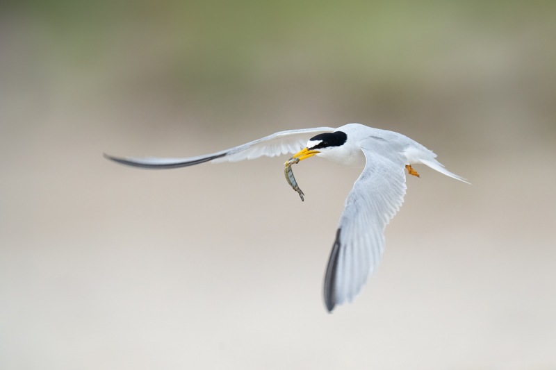 Least-Tern-with-fish-for-young-_A1B3698-Southeast-Florida