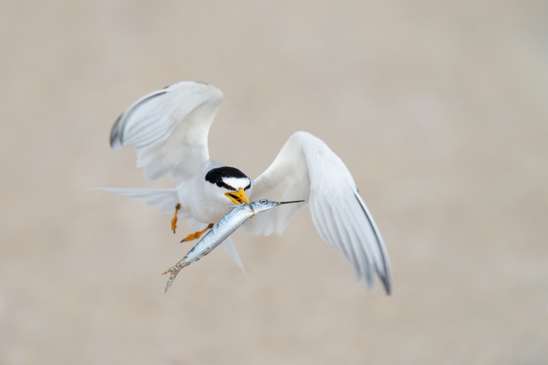 Least-Tern-with-needlefish-for-young-_A1A1278-Southeast-Florida