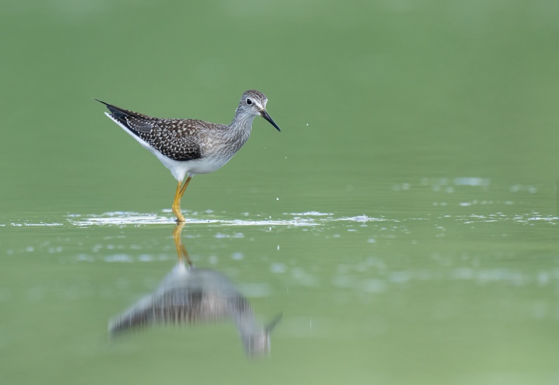 Lesser-Yellowlegs-juvenal-plumage-_A1B1199-East-Pond-JBWR-Q-NY