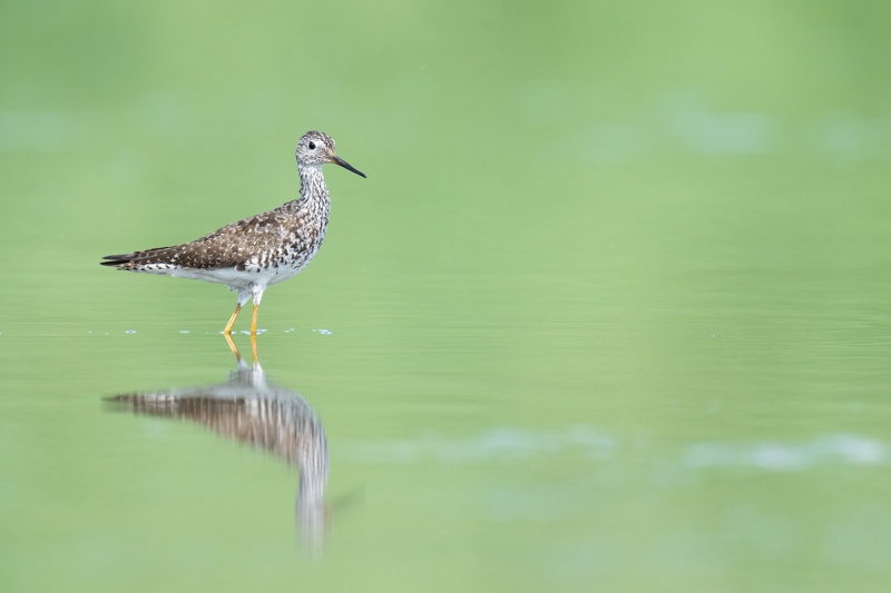 Lesser-Yellowlegs-worn-motling-adult-_A1B1296-East-Pond-JBWR-Q-NY