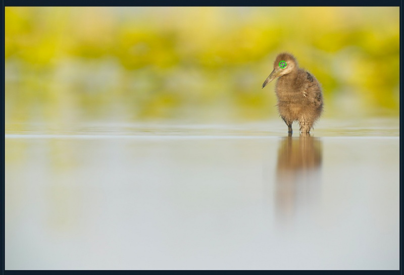 Limpkin-chick-AF-tts