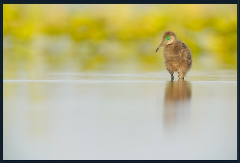 Limpkin-chick-AF-tts