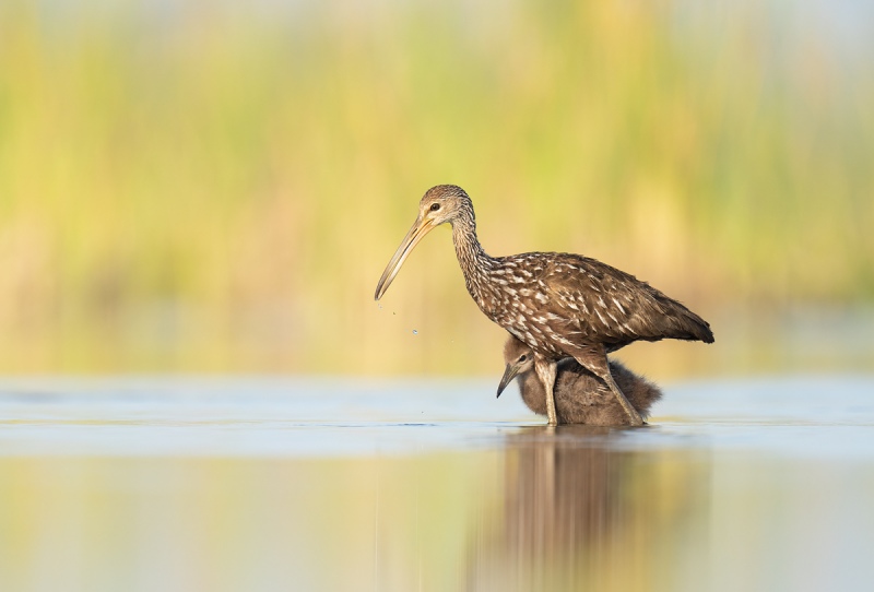Limpkin-with-chick-_A1A9279-Indian-Lake-Estates-FL-