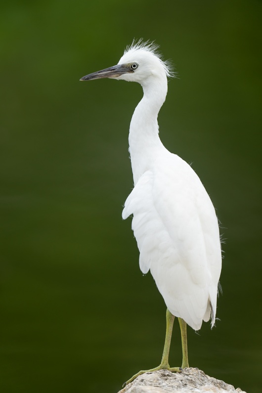 Little-Blue-Heron-fresh-juvenile-_A1A9235-North-Tampa-FL-