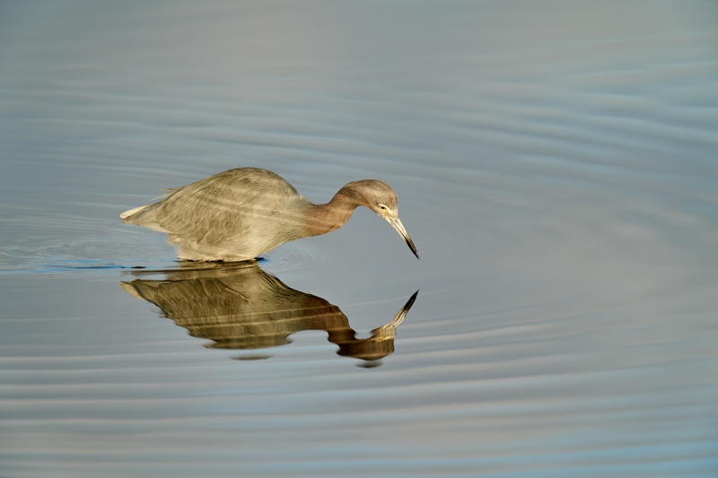 Little-Blue-Heron-hunting-_A9B9542-Merritt-Island-NWR-FL