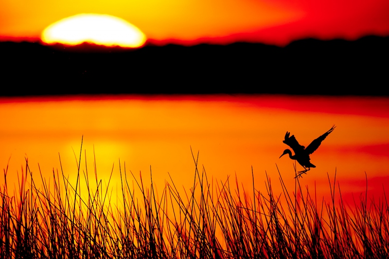 Little-Blue-Heron-juvenile-landing-at-evening-roost-_A9B6775-Indian-Lake-Estates-FL-1