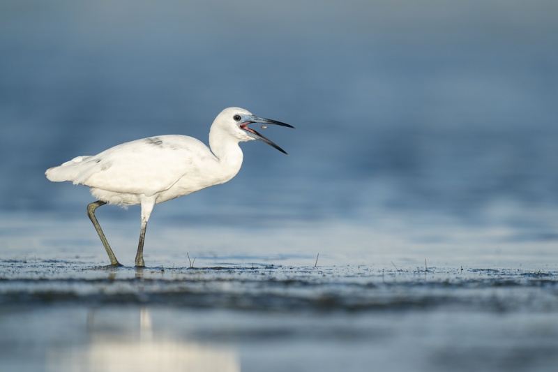 Little-Blue-Heron-w-tiny-fish-_A1A9228-Indian-Lake-Estates-FL-