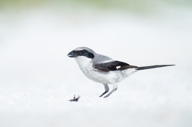 Loggerhead-Shrike-with-prey-item-_A1B5078-Fort-DeSoto-Park-FL-