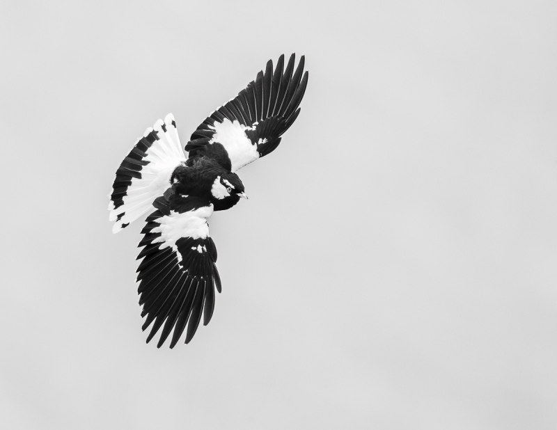 Magpie-Lark