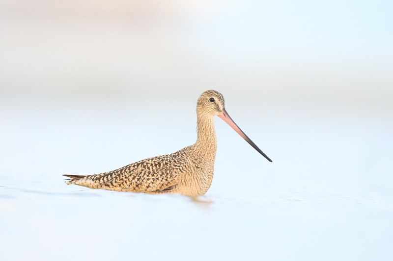 Marbled-Godwit-swimming-_A1B8560-Fort-DeSoto-Park-FL