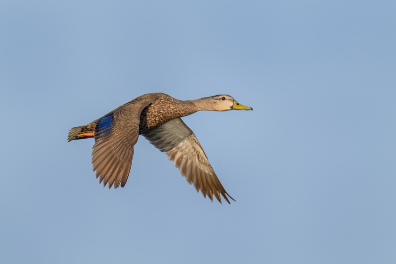 Mottled-Duck-in-flight-_A1A5155-Indian-Lake-Estates-FL-
