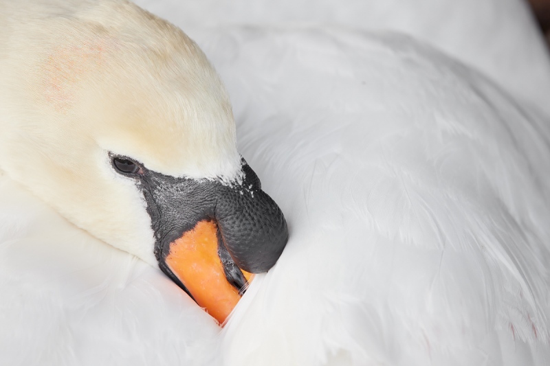 Mute-Swan-sleeping-on-nest-_91A1457-Lakeland-FL