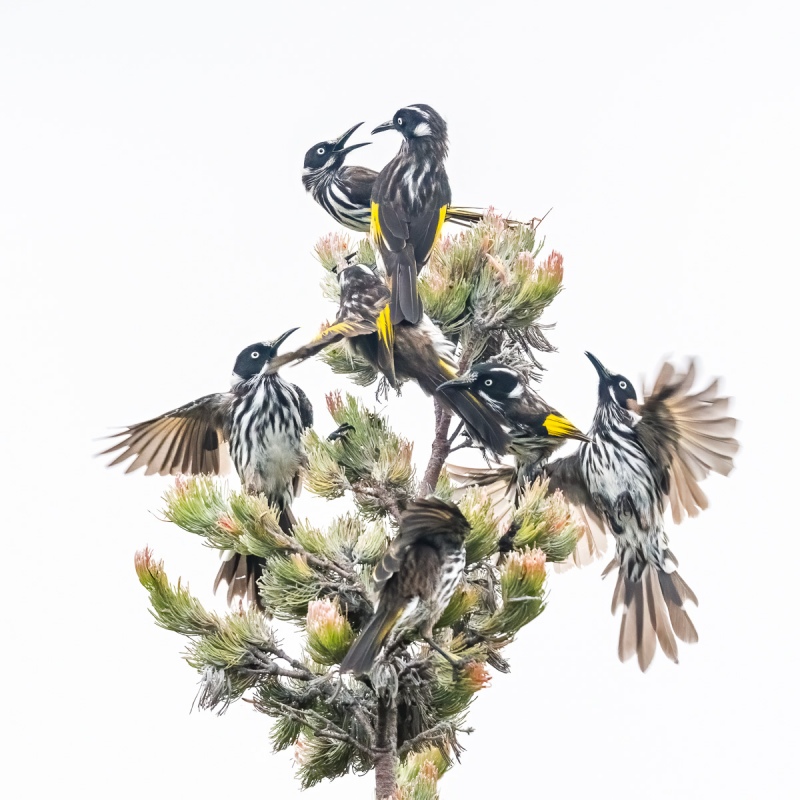 New-Holland-Honeyeaters