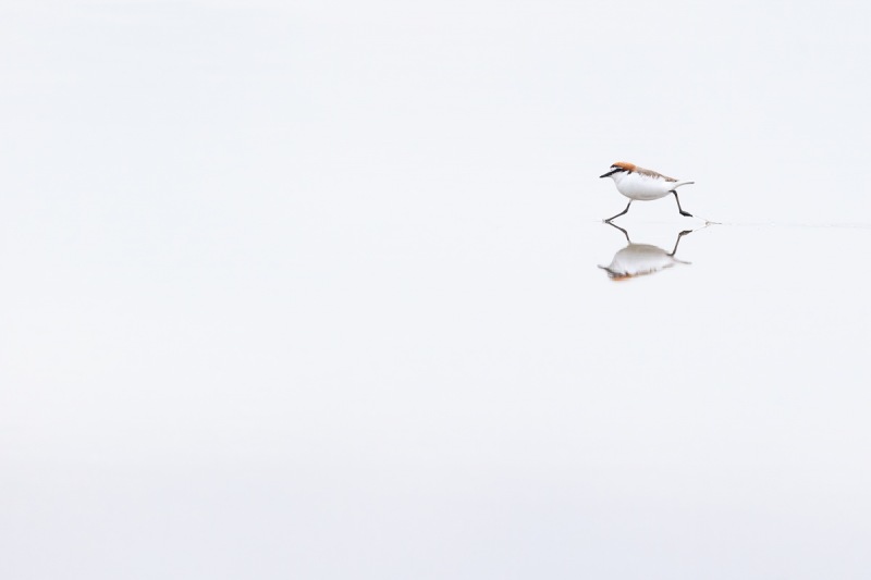 On-the-Run-Red-capped-Plover