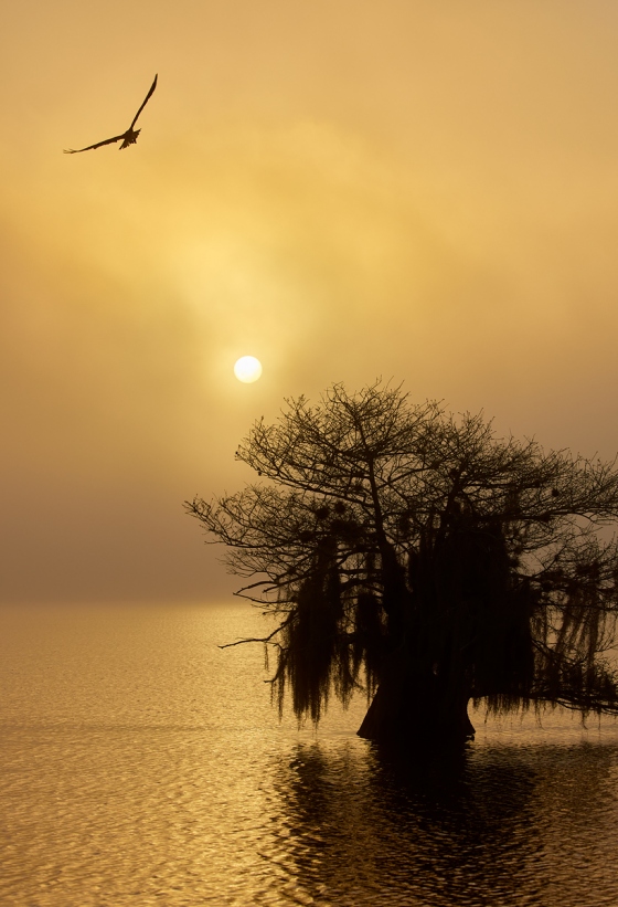 Osprey-and-Cypress-tree-at-foggy-sunrise-_91A4191-Lake-Blue-Cypress-FL