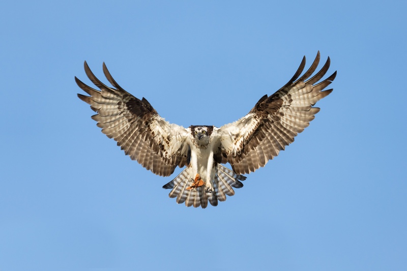 Osprey-braking-to-land-_A1B8755-Indian-Lake-Estates-FL-