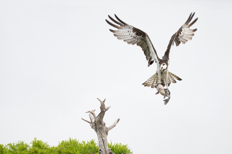 Osprey-eyeing-perch-_A1A7535-Lake-Blue-Cypress-FL-