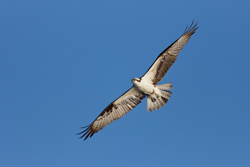 Osprey-flat-angled-flight-_91A4433-Lake-Blue-Cypress-FL