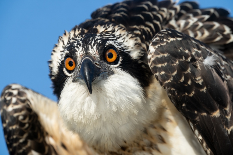 Osprey-grown-chick-w-face-two-eyes-_A1A8714-Lake-Blue-Cypress-FL-